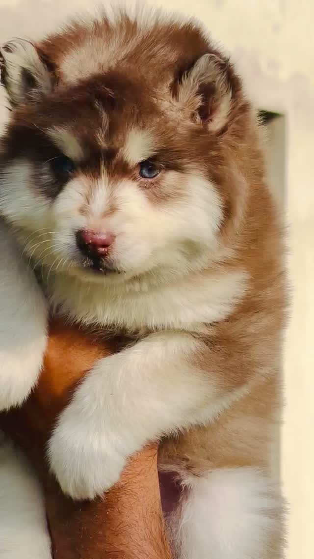Siberian Husky Puppy | Black & White Color, farm video