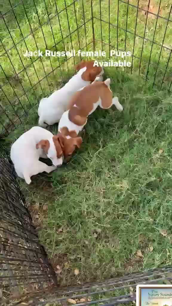 Pitbull Terrier Puppy, farm video