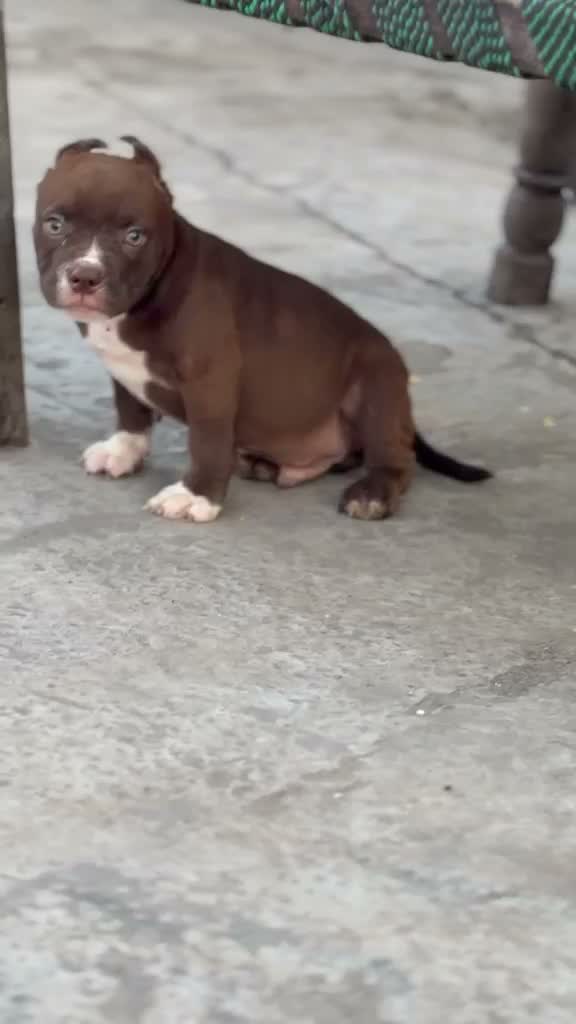 American Bully Pocket Size Puppy, farm video