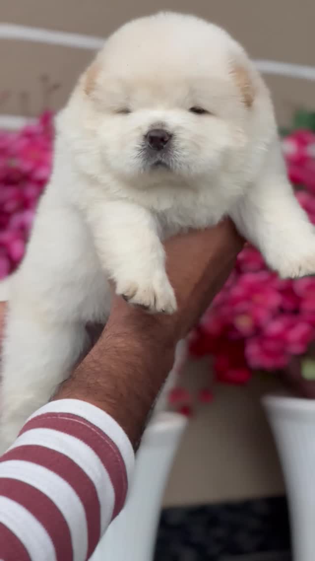 Chow Chow Puppies, farm video