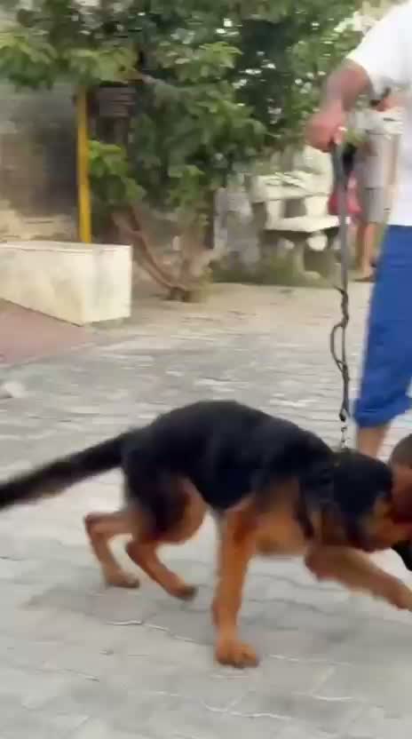German Shepherd Puppy, farm video