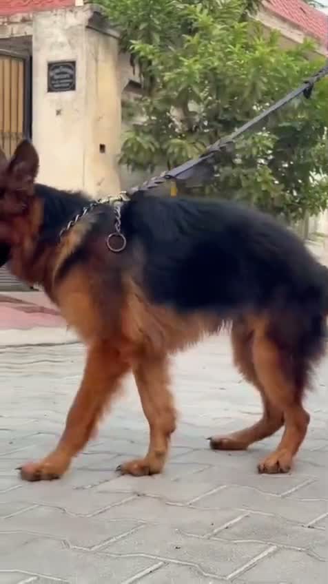 German Shepherd Puppy, farm video