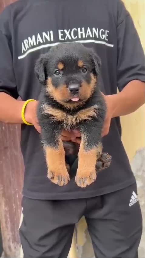 Rottweiler Puppy, farm video