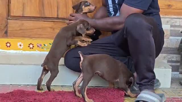 Doberman Pinscher Puppy, farm video