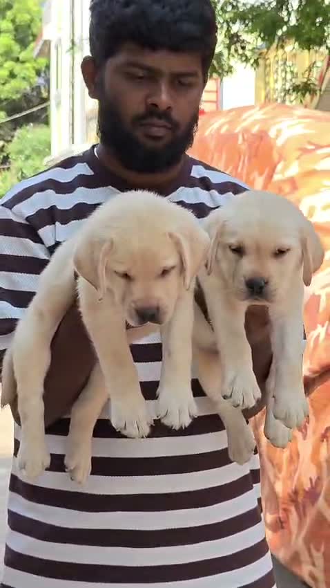 Persian, farm video