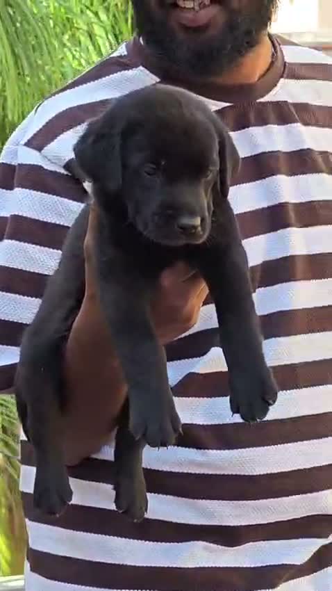 Beagle Black & Tan Puppy, farm video
