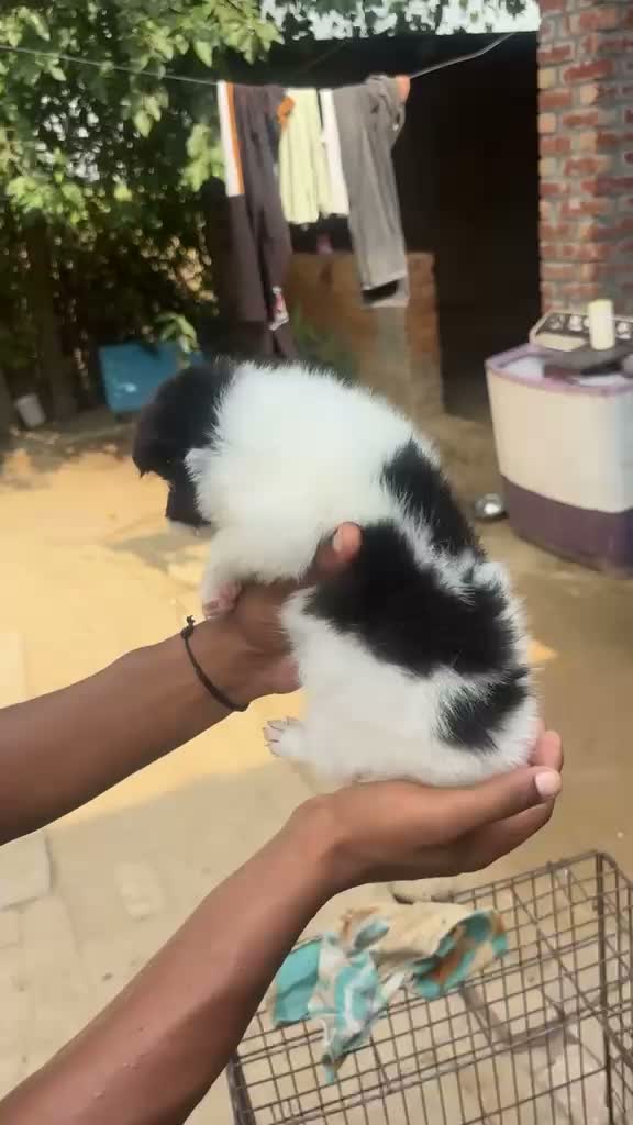 Culture Pom Puppy, farm video