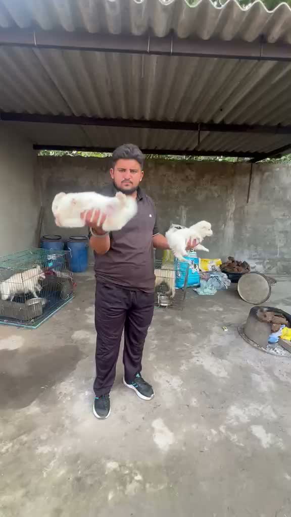 Culture Pom Puppy, farm video
