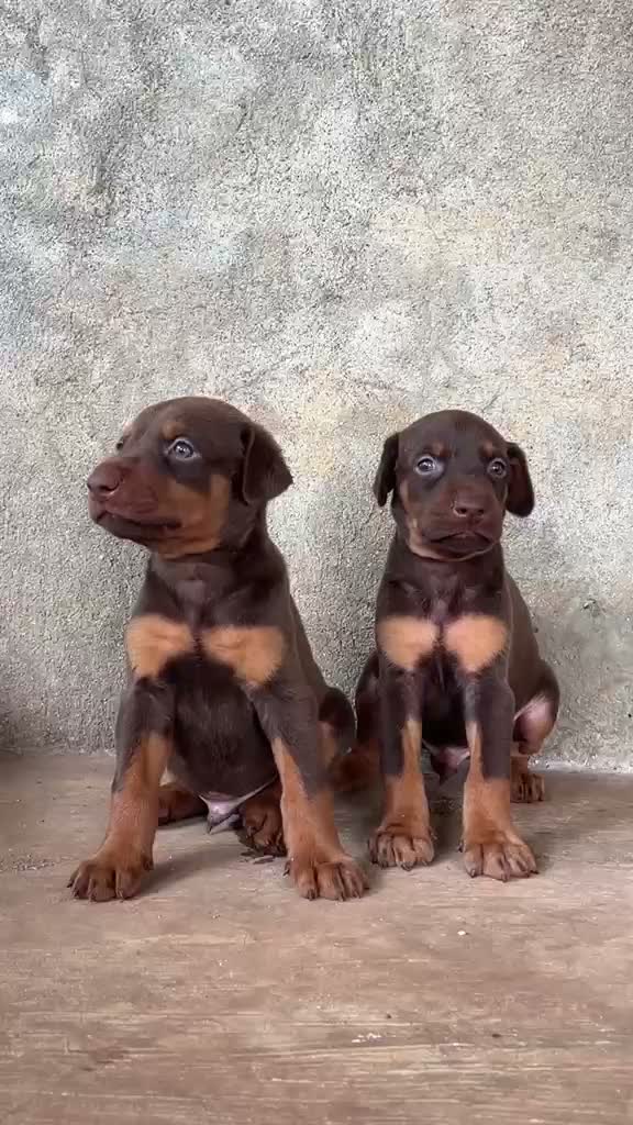 Doberman Pinscher Puppy, farm video