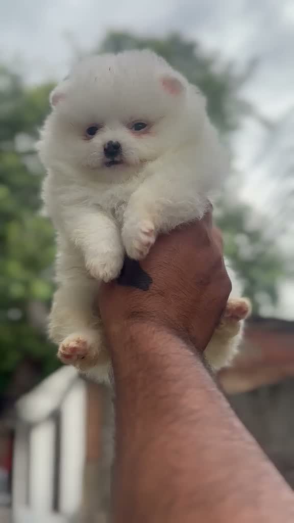 Toy Poodle Puppy, farm video