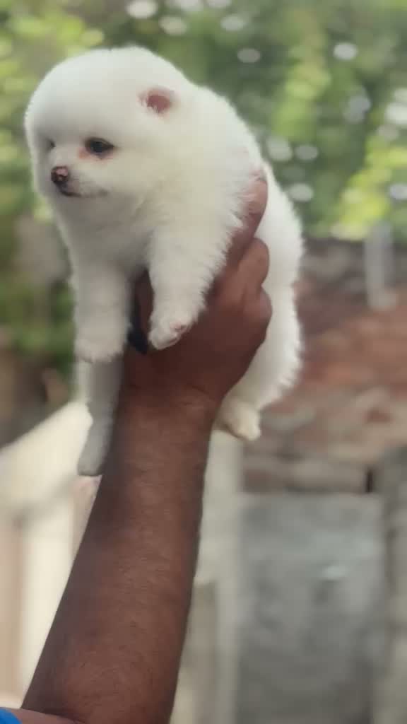 Toy Poodle Puppy, farm video