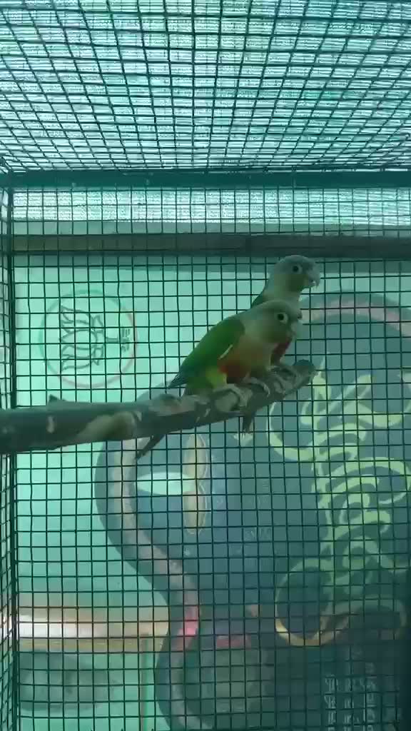 Pineapple Headed Conure, farm video