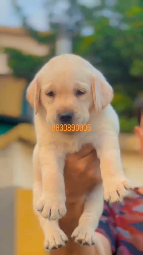 Beagle Black & Tan Puppy, farm video