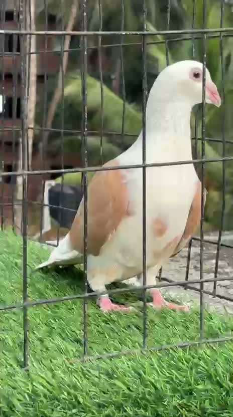 Chotiyal Pigeon, farm video