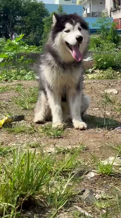 Siberian Husky Puppy | Black & White Color, farm video