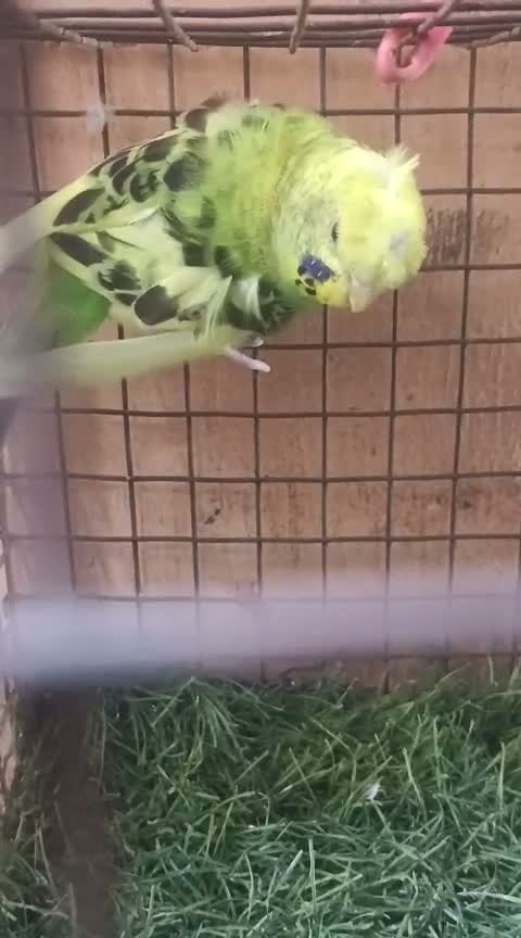 Helicopter Budgies, farm video