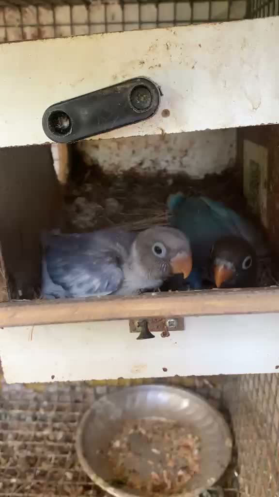 African Love Birds, farm video