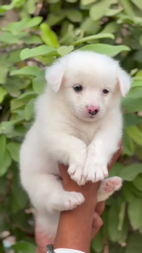 Pomeranian Puppy, farm video