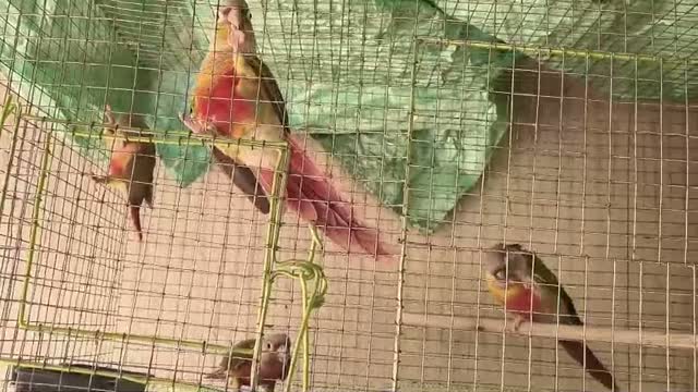 Emma Conure, farm video