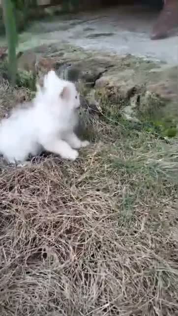 Persian, farm video