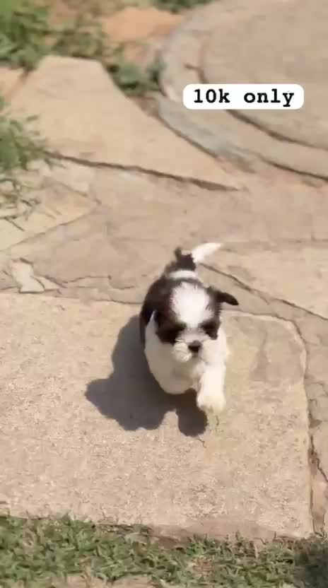 Shih Tzu | Black Color, farm video