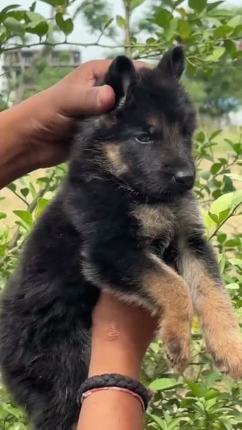 German Shepherd Puppy, farm video