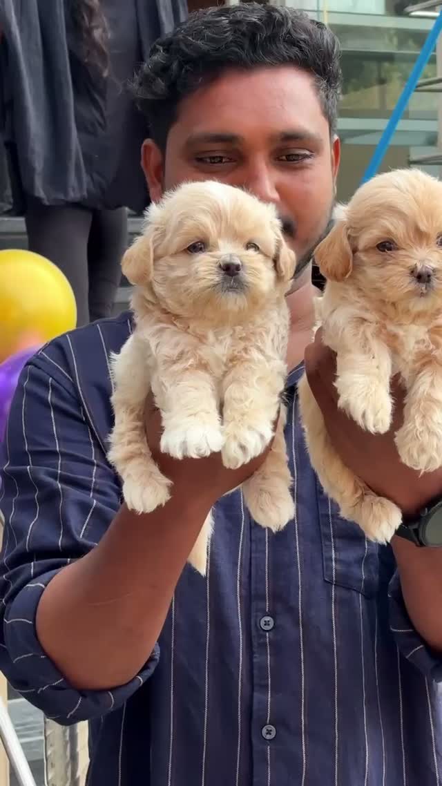 Maltipoo Puppy, farm video