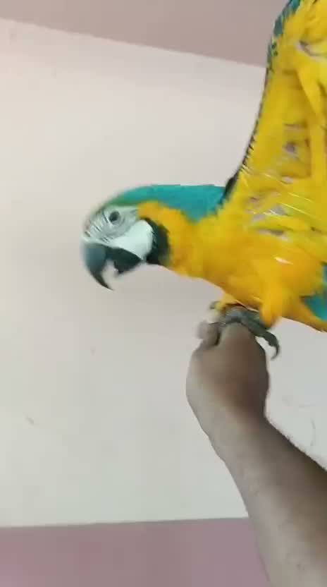 Blue & Gold Macaw, farm video