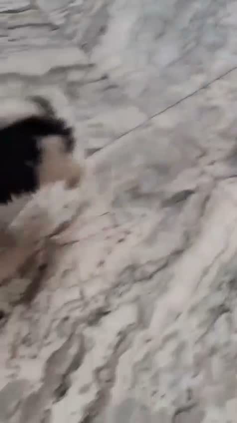 Pomeranian Puppy, farm video
