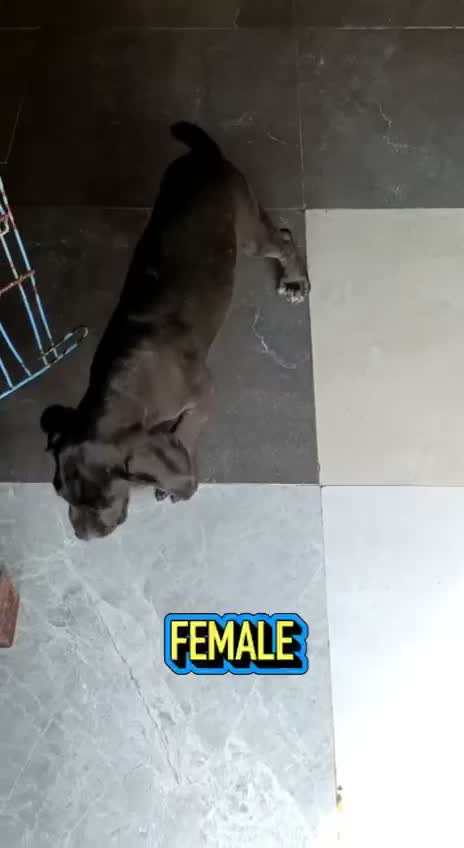 Cane Corso Puppy, farm video