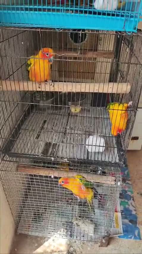 Sun Conure, farm video