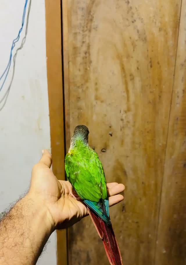 Emma Conure, farm video