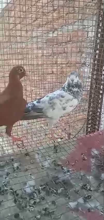 Fantail Pigeon, farm video