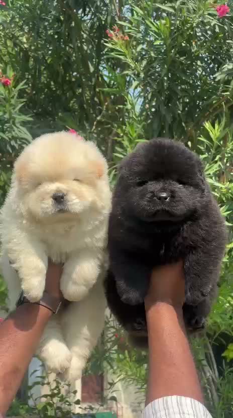 Chow Chow Puppies, farm video