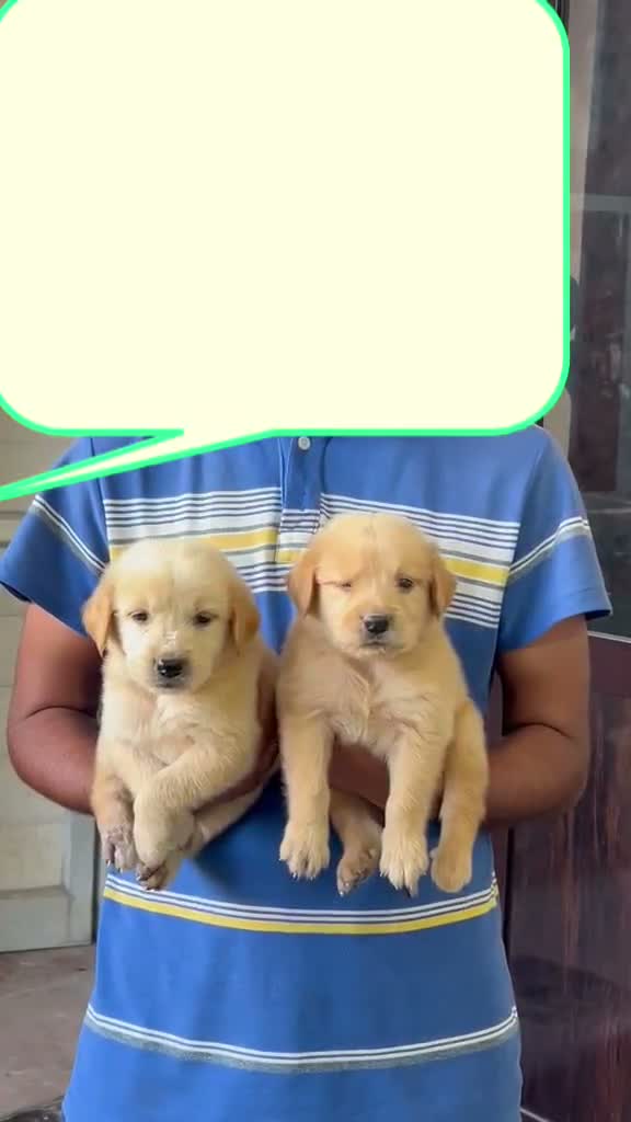 Golden Retriever, farm video