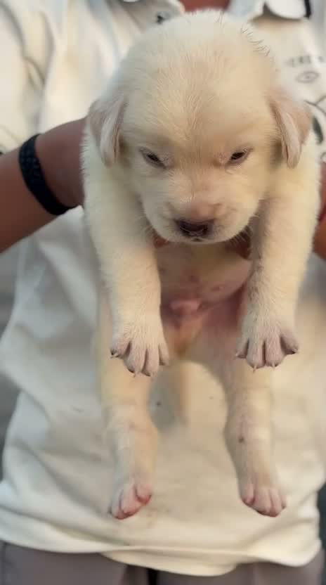 Beagle Black & Tan Puppy, farm video