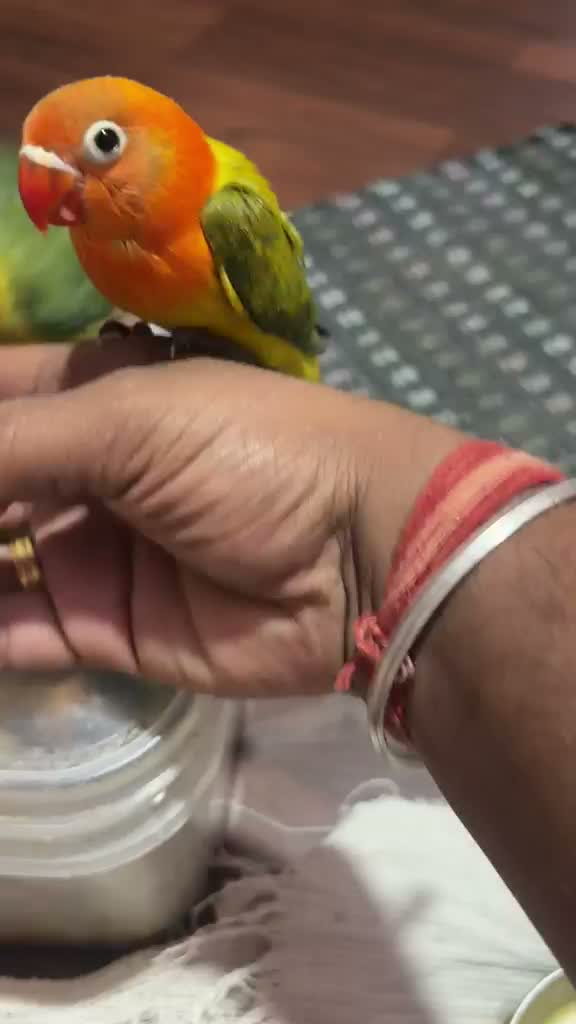 African Love Birds, farm video