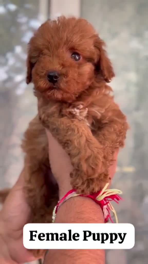 Standard Poodle Puppy, farm video