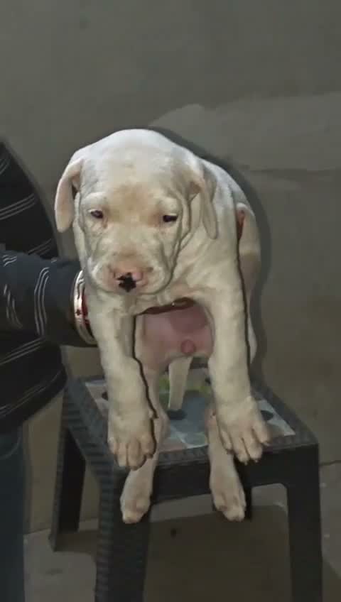 Dogo Argentino Puppy, farm video