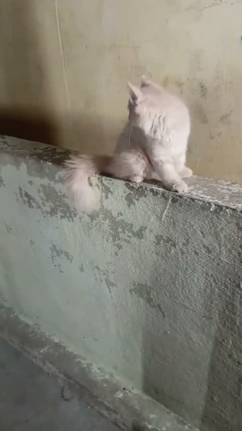 Persian, farm video