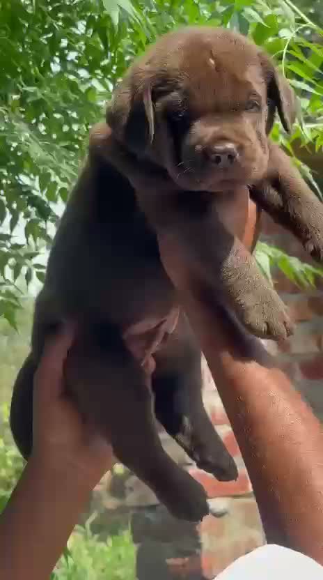 Beagle Black & Tan Puppy, farm video