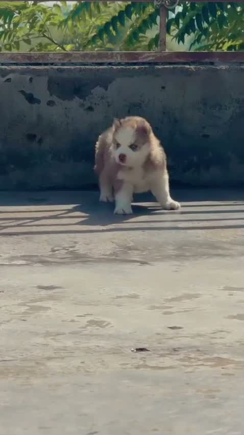 Siberian Husky Puppy | Black & White Color, farm video