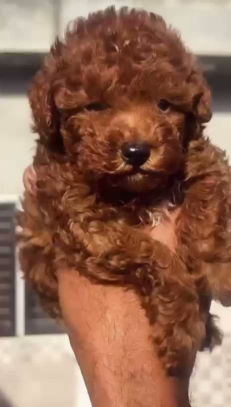 Toy Poodle Puppy, farm video