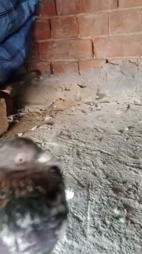 Homer Pigeon, farm video