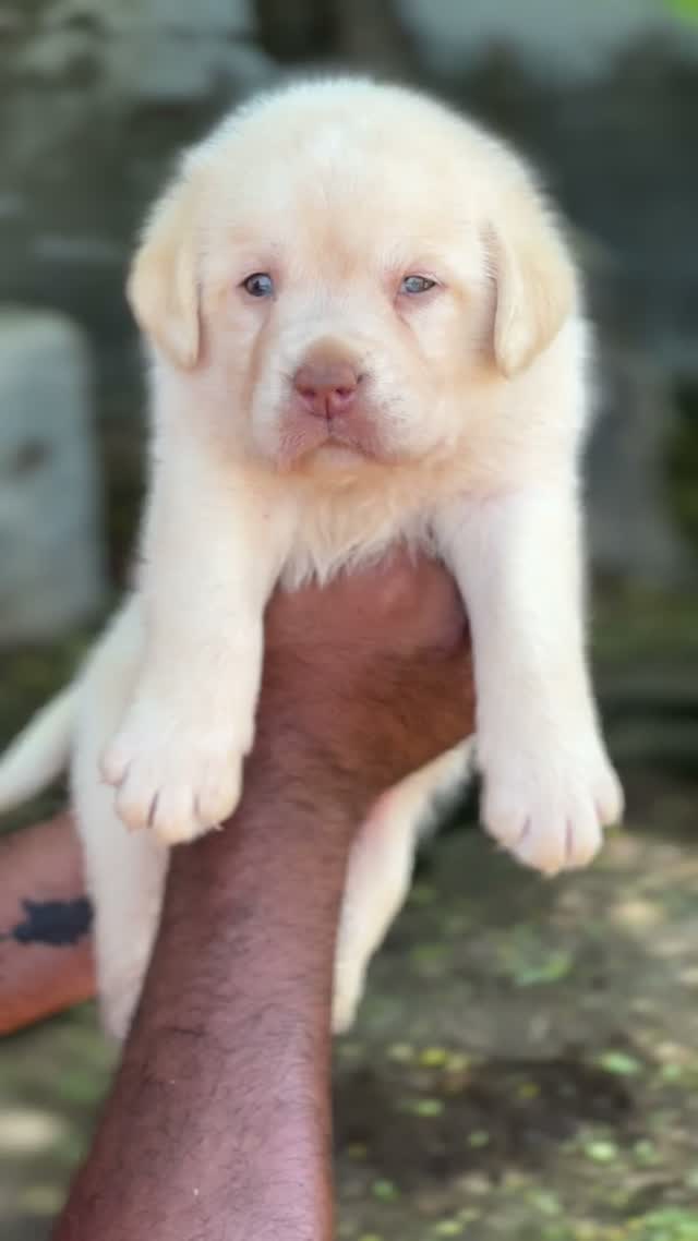 Dachshund Puppy, farm video