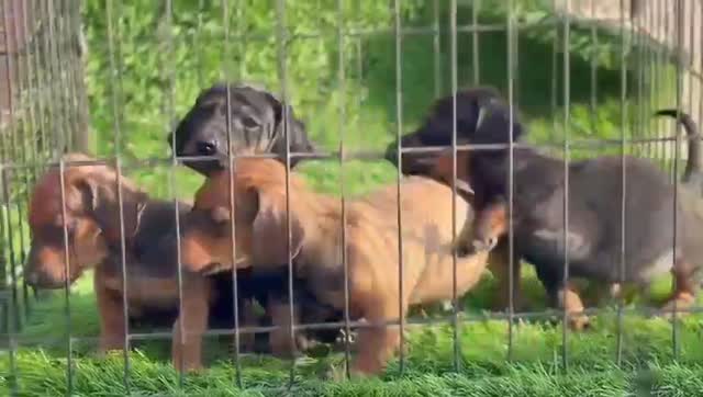 Dachshund Puppy, farm video