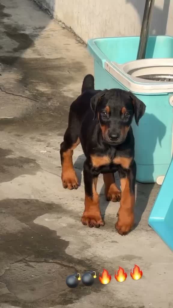 Dachshund Puppy, farm video