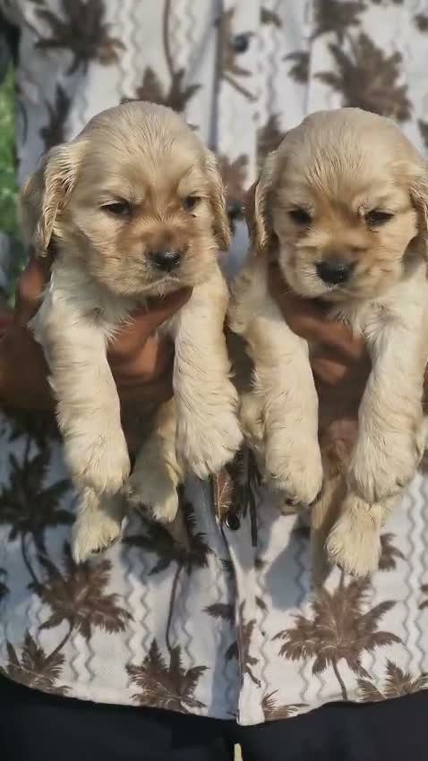 Dachshund Puppy, farm video