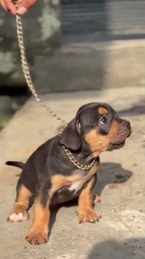 Dachshund Puppy, farm video