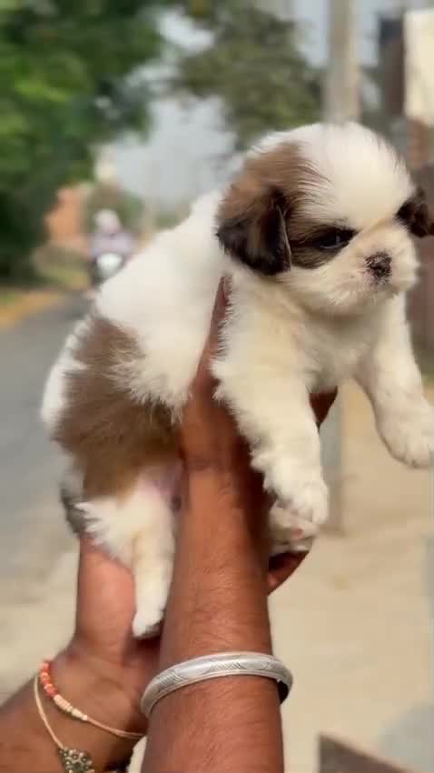 Dachshund Puppy, farm video
